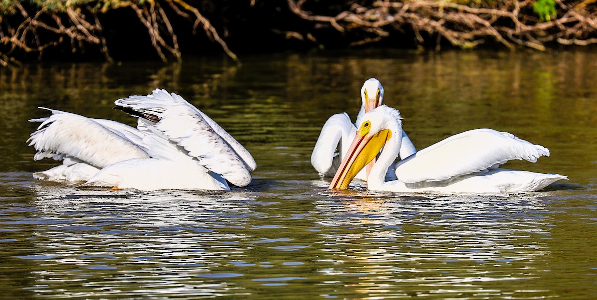 American White Pelican - ML645481730