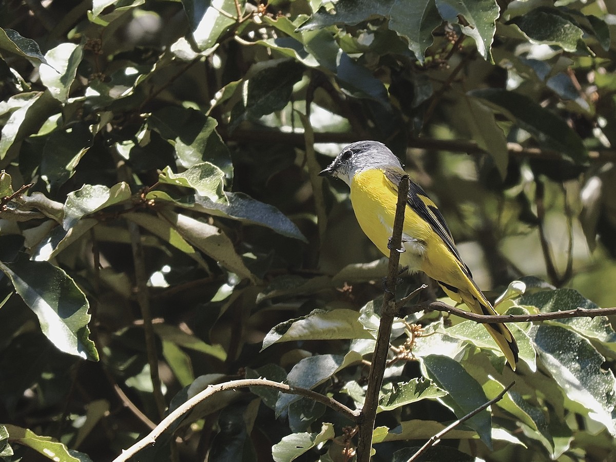 Личинкоїд сірощокий - ML645481731