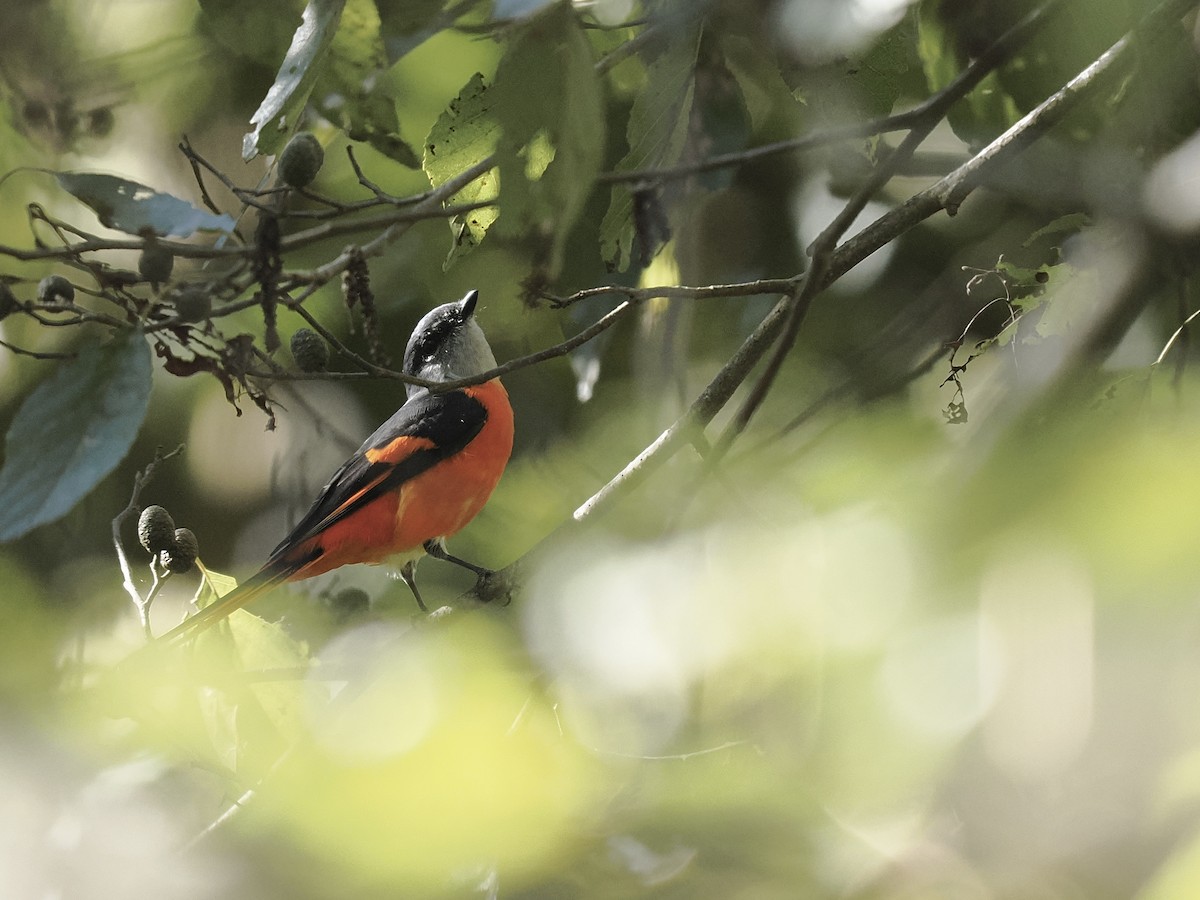 Личинкоїд сірощокий - ML645481732