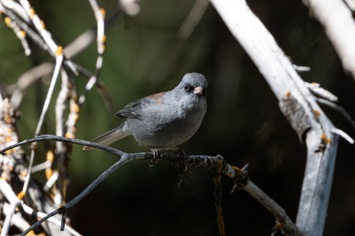 Dark-eyed Junco (Gray-headed) - ML645481733