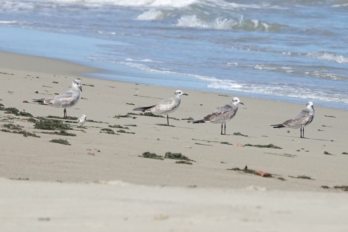 Laughing Gull - ML645481734