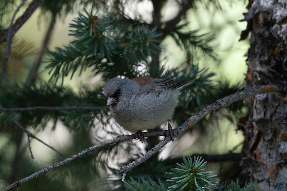 Dark-eyed Junco (Gray-headed) - ML645481737
