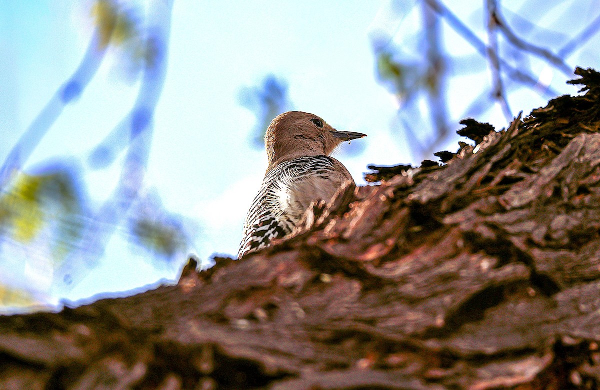 Gila Woodpecker - ML645481738