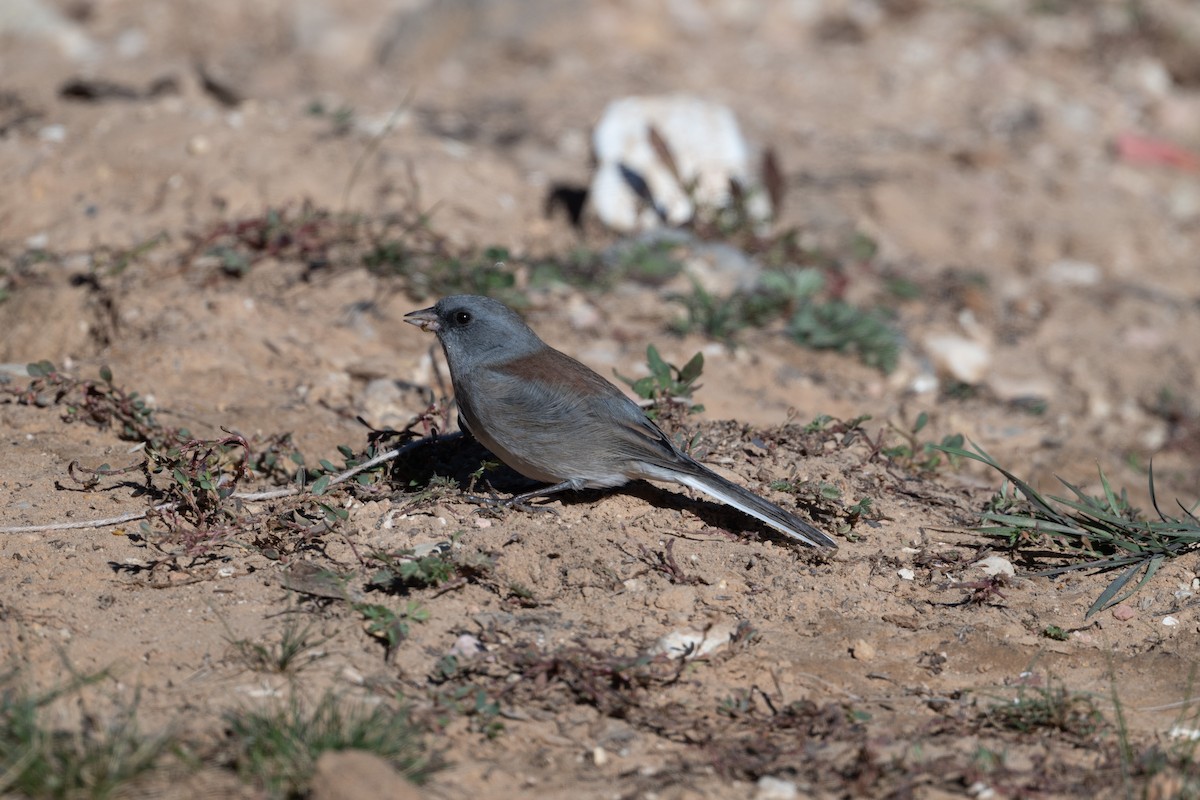 Dark-eyed Junco (Gray-headed) - ML645481740