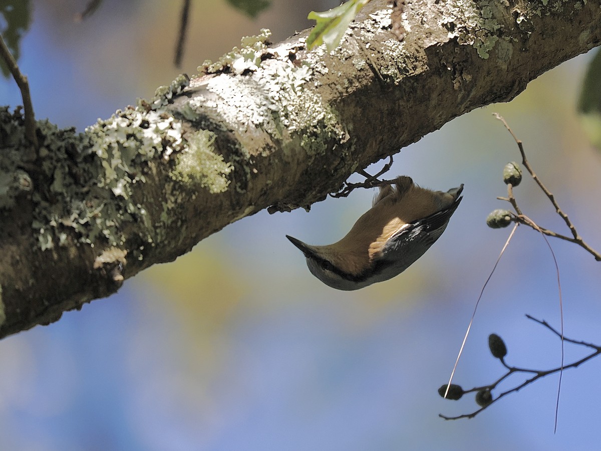 Garrapo eurasiarra - ML645481742