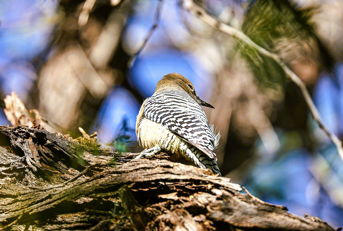 Gila Woodpecker - ML645481745