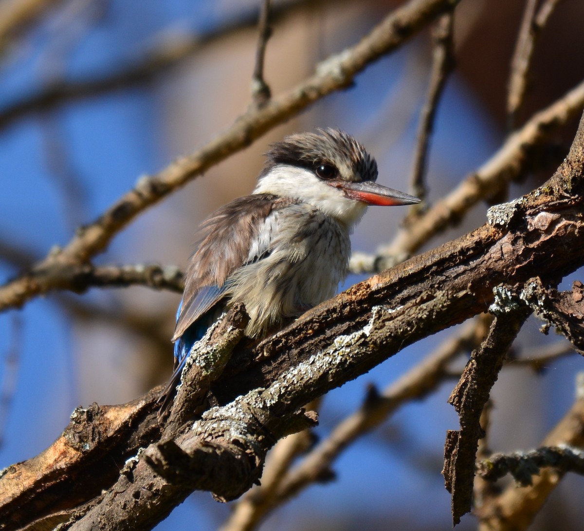 Striped Kingfisher - ML645481749