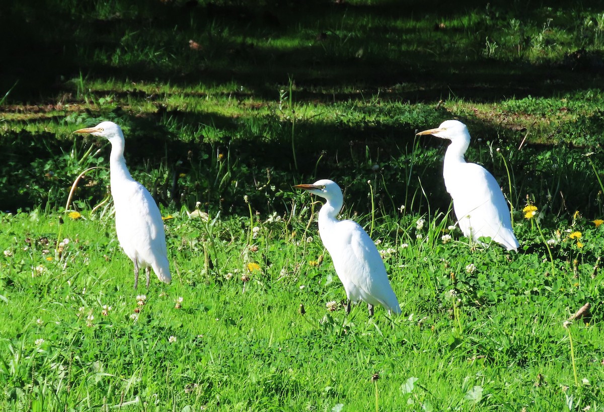 Garcilla Bueyera Occidental - ML645481754