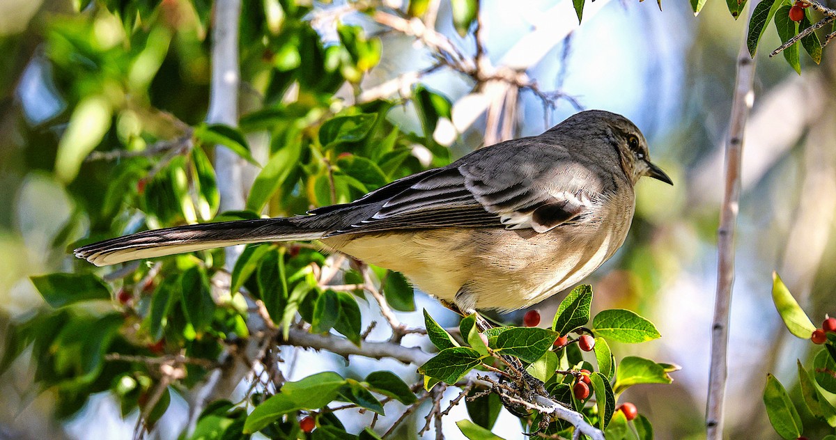 Northern Mockingbird - ML645481756