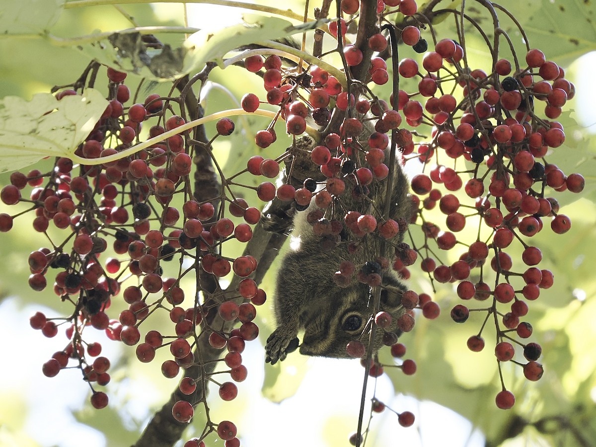 Maritime Striped Squirrel - ML645481757