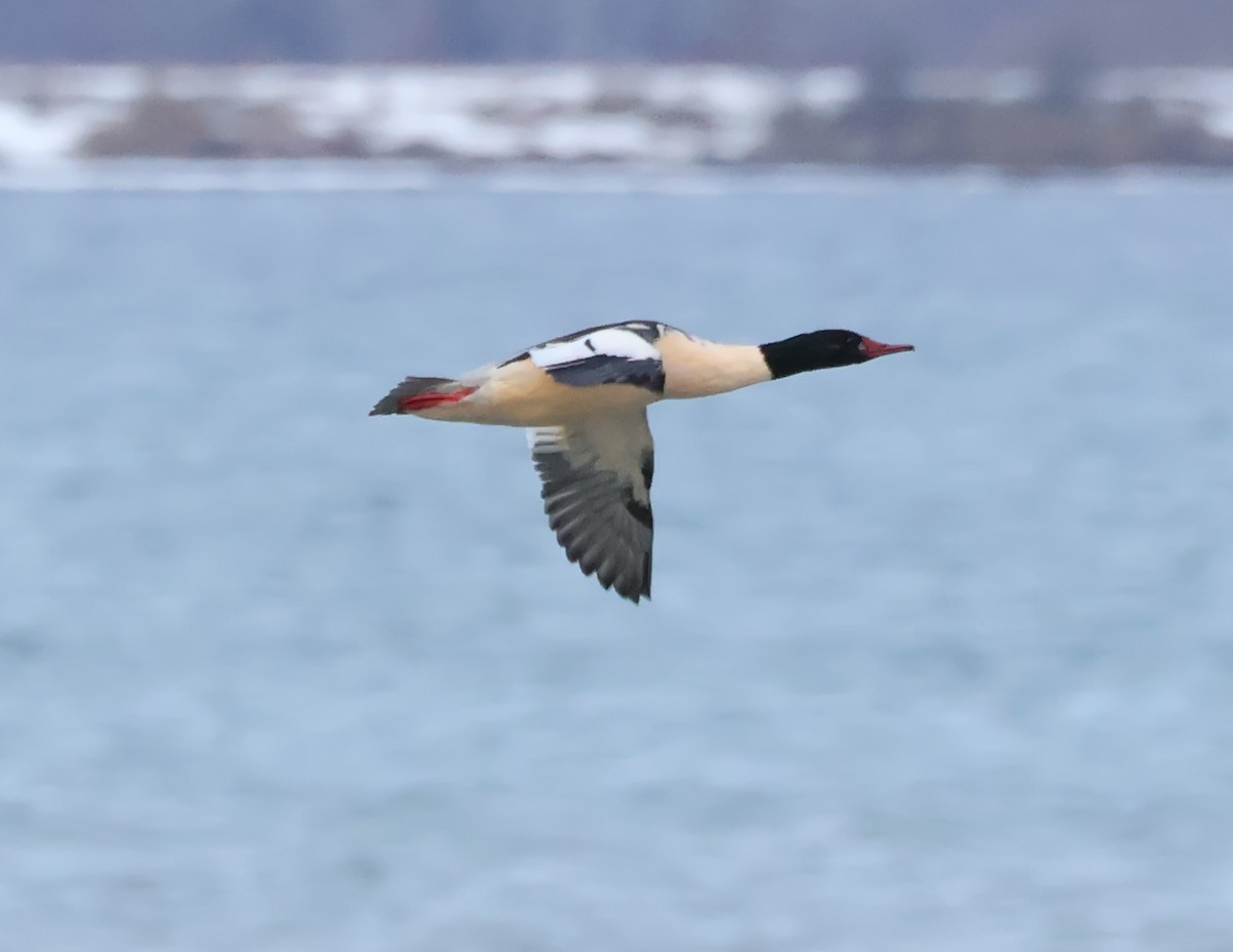 morčák velký - ML645481763