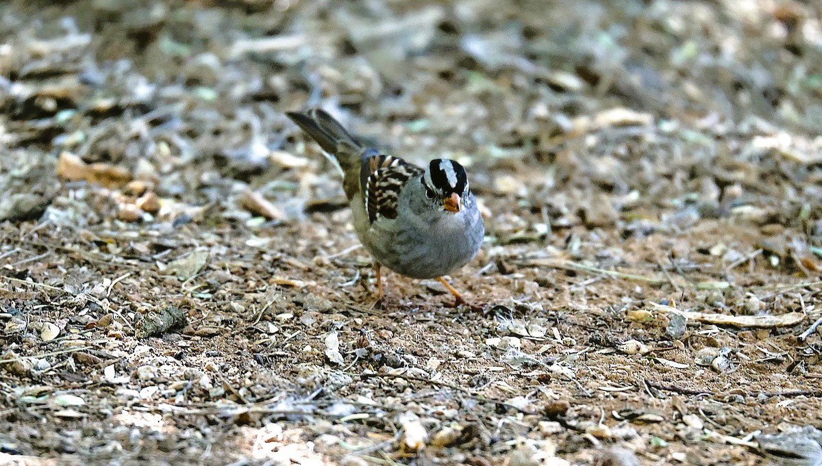 Porsuk Serçesi - ML645481767