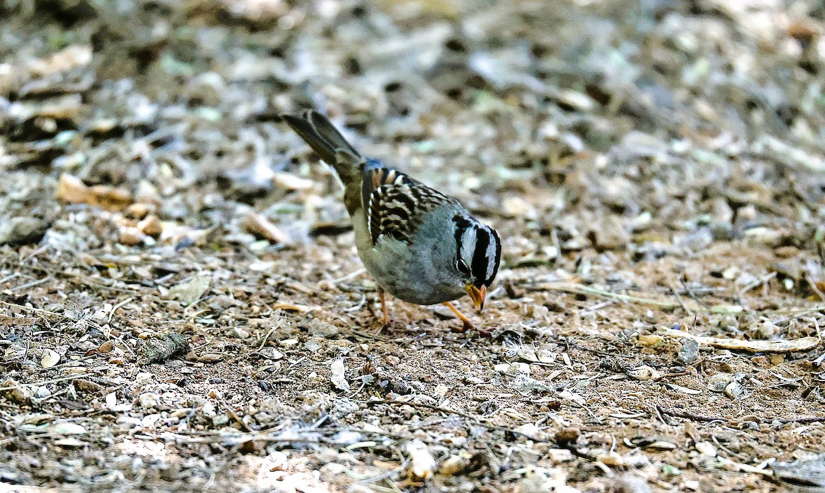 Porsuk Serçesi - ML645481768