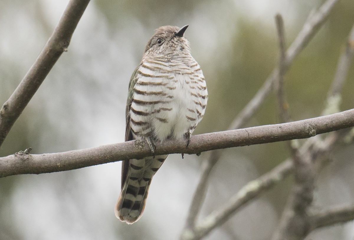 eBird Checklist - 19 Nov 2025 - Koolamara Waters - 44 species