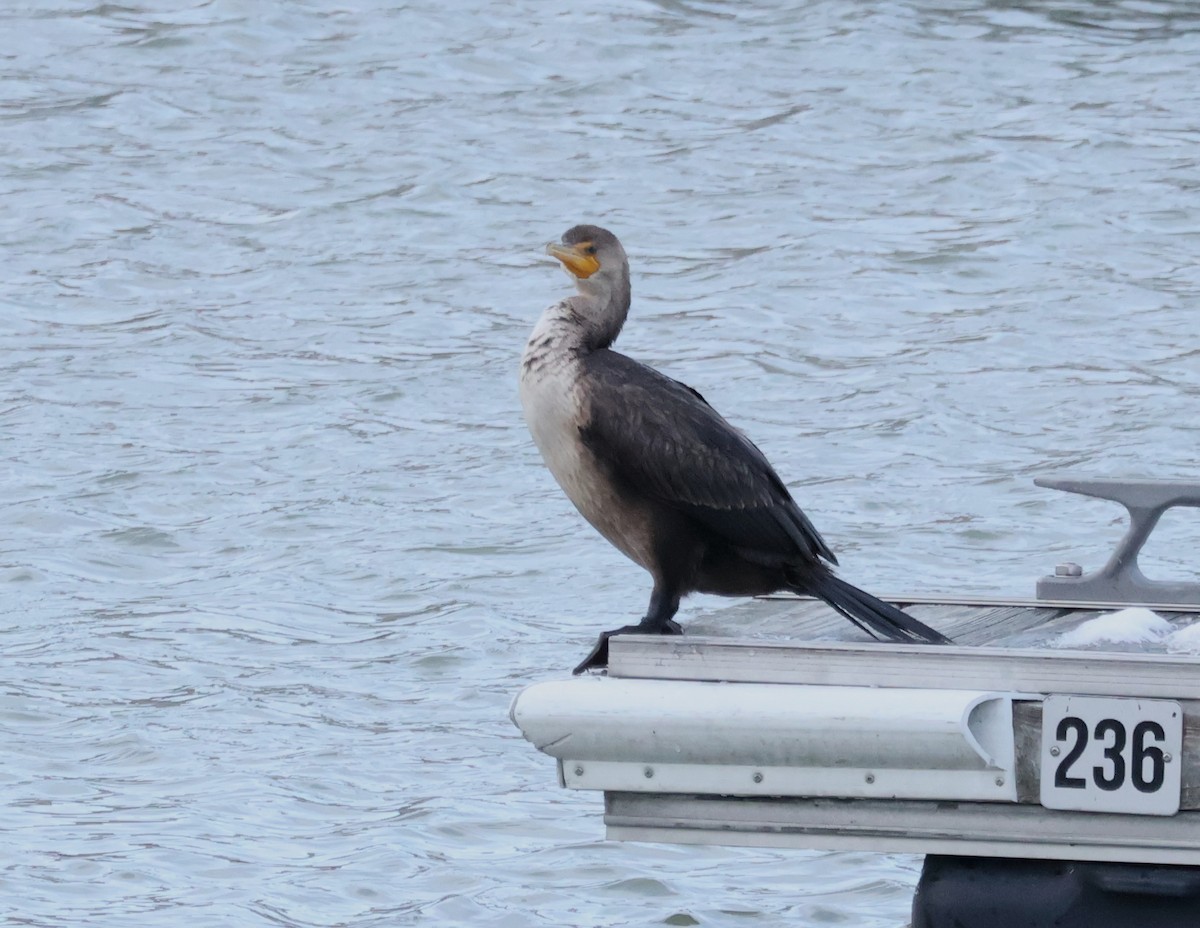 Cormoran à aigrettes - ML645481771