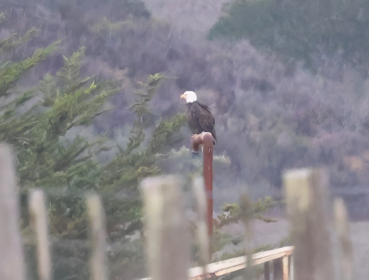 Bald Eagle - ML645481772