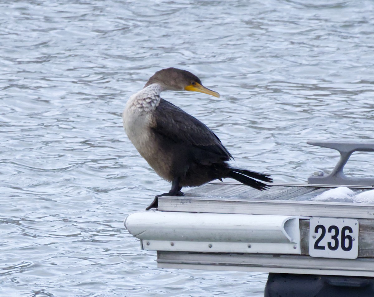 Cormoran à aigrettes - ML645481773