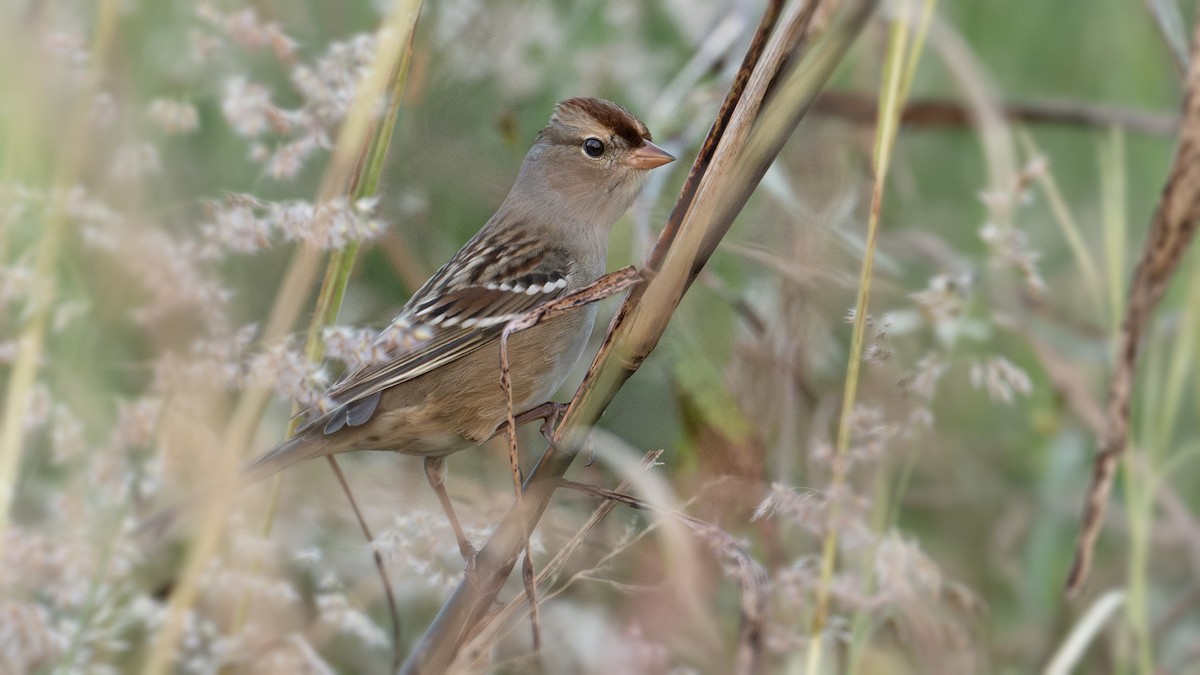 Porsuk Serçesi (leucophrys/oriantha) - ML645481782