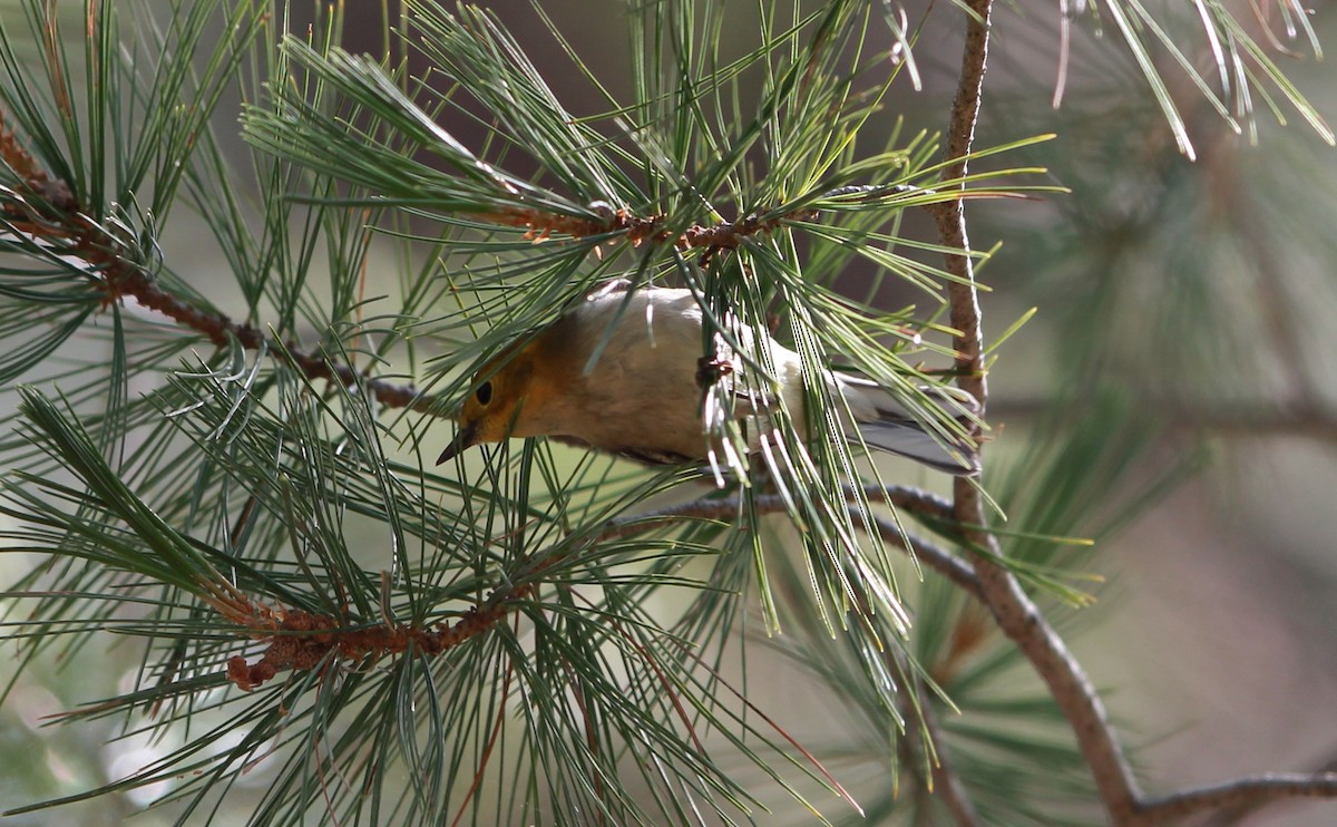 Olive Warbler - ML645481787