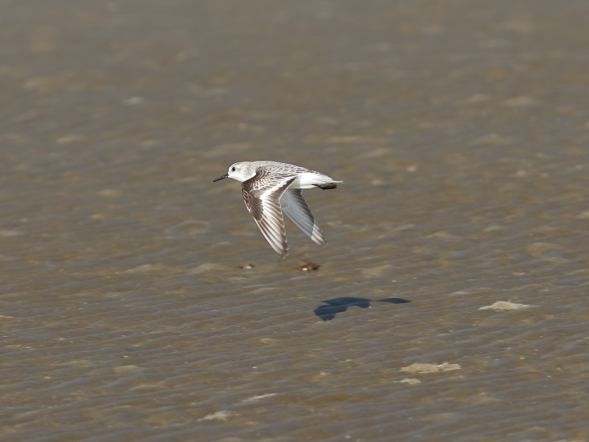 Sanderling - ML645481789