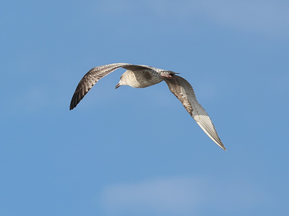 American Herring Gull - ML645481791