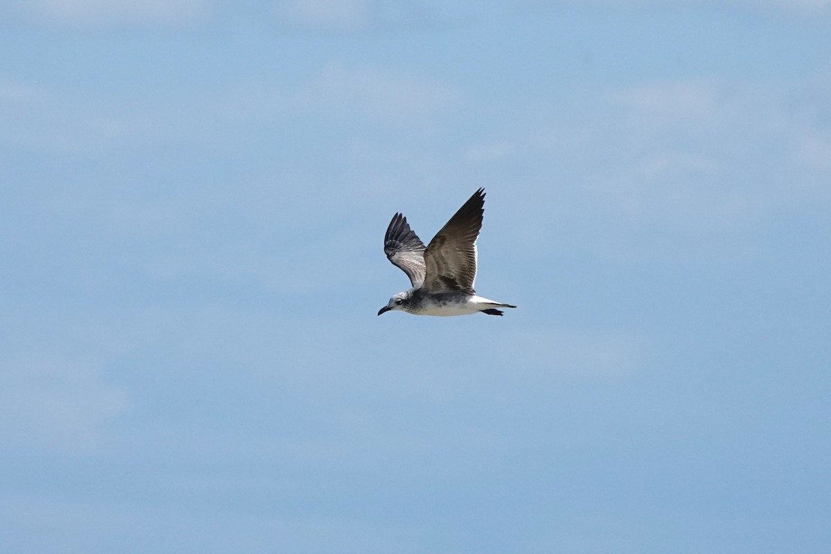 Laughing Gull - ML645481792