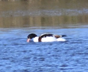 花鳧 - ML645481794