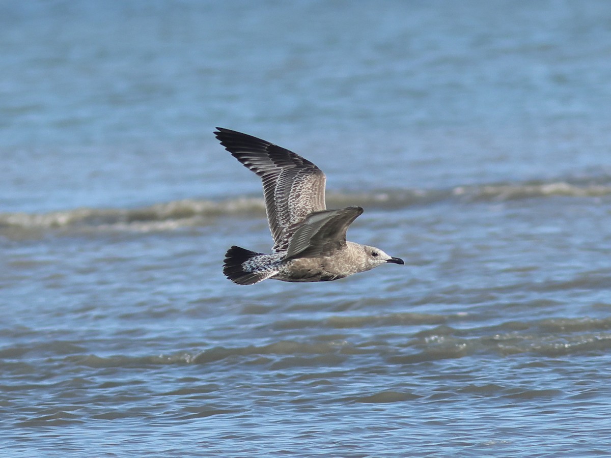 Zafferano - ML645481802