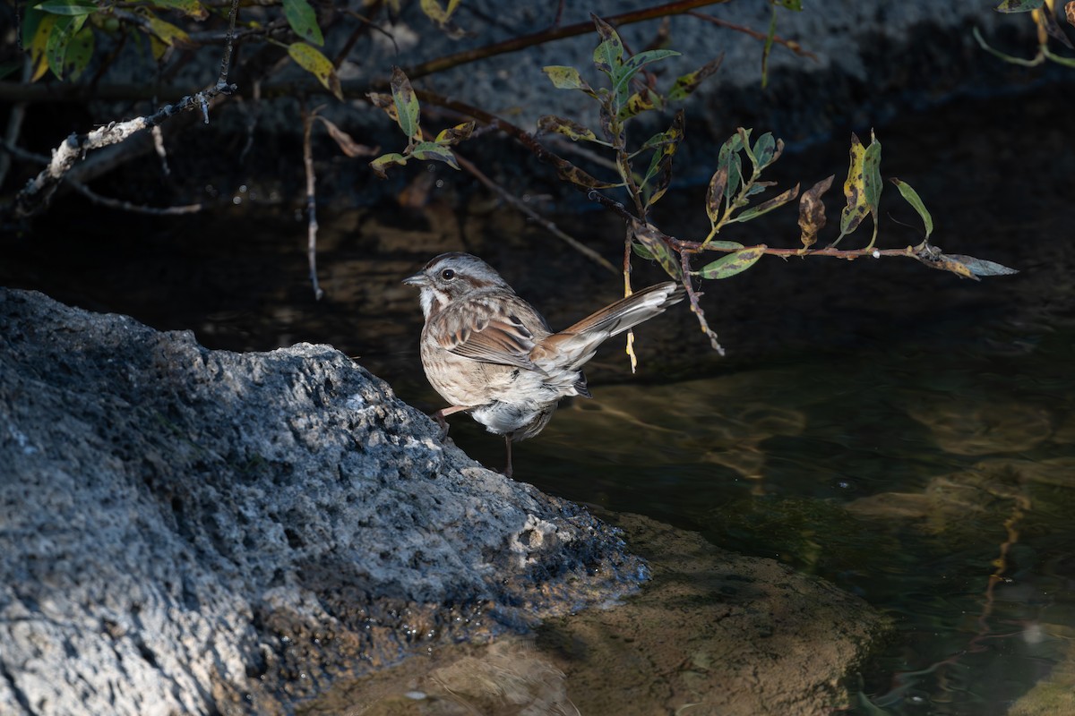 Song Sparrow - ML645481803