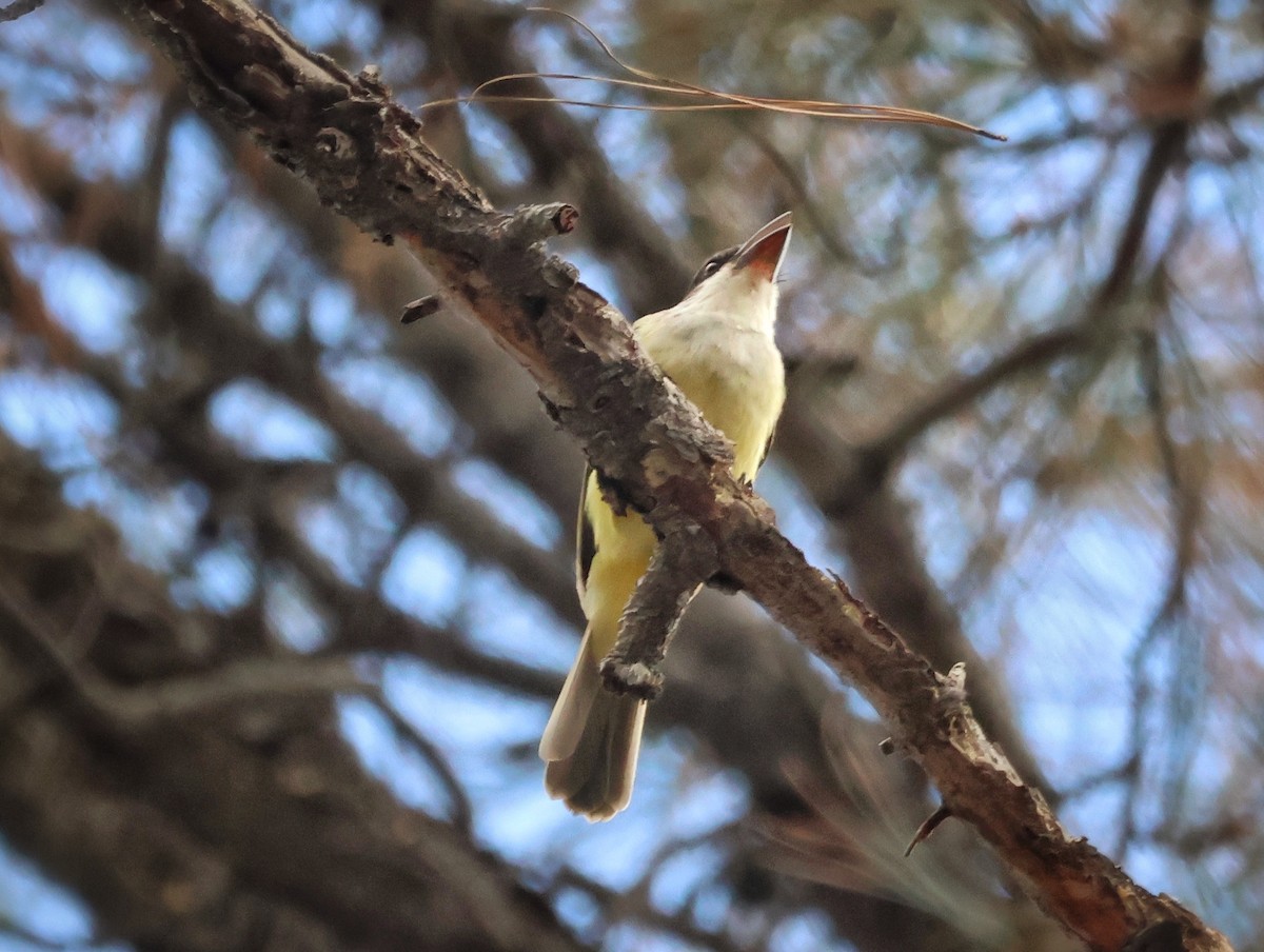 Thick-billed Kingbird - ML645481813