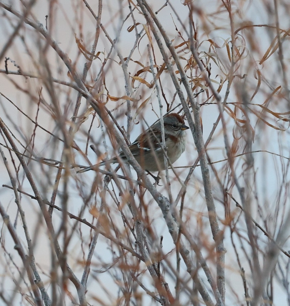 American Tree Sparrow - ML645481815