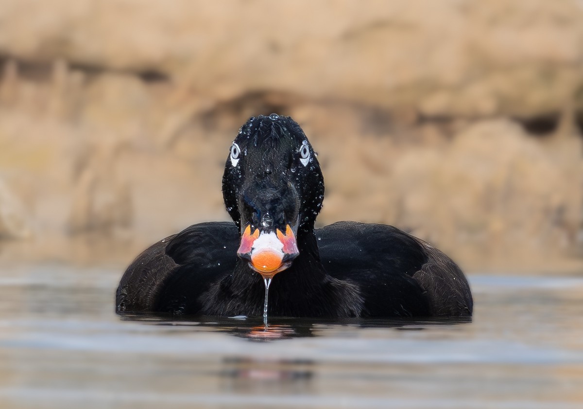 White-winged Scoter - ML645481818