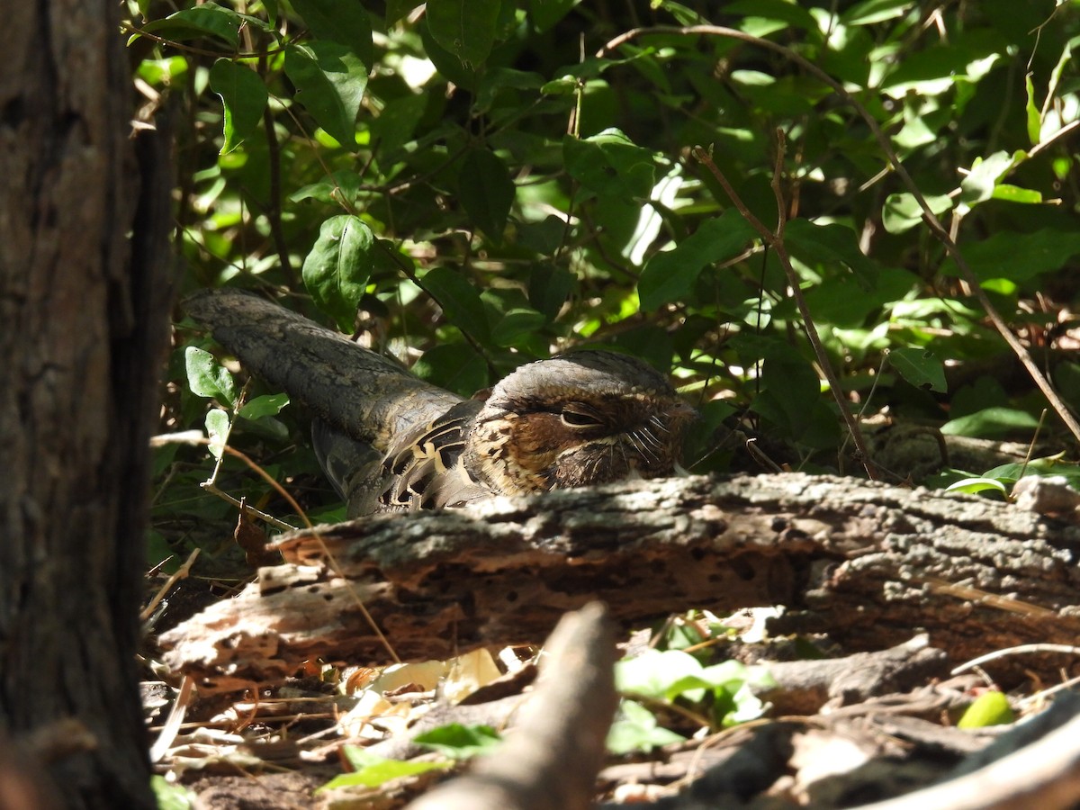 Пораке - ML645481820