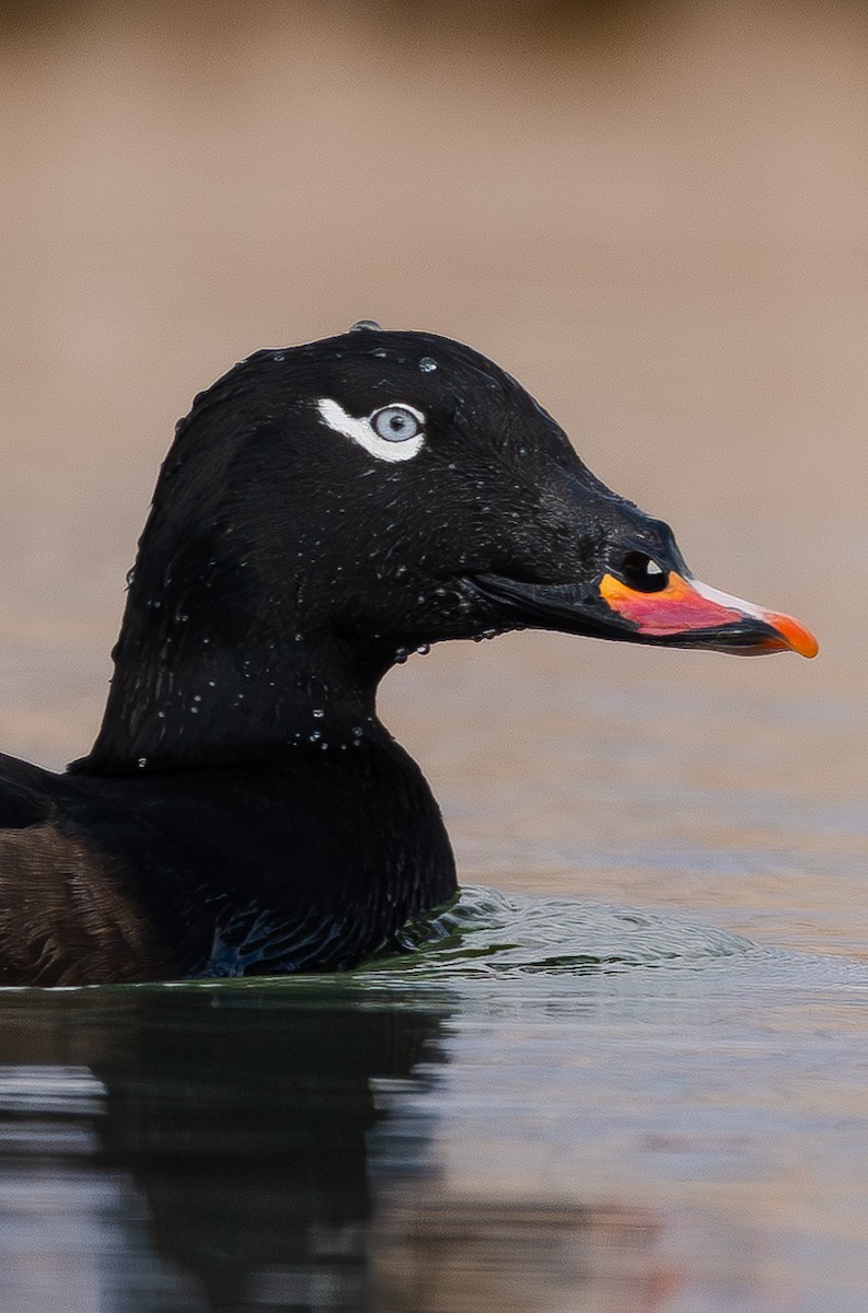 White-winged Scoter - ML645481821