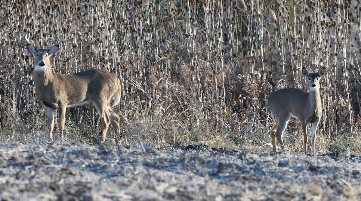 White-tailed Deer - ML645481823
