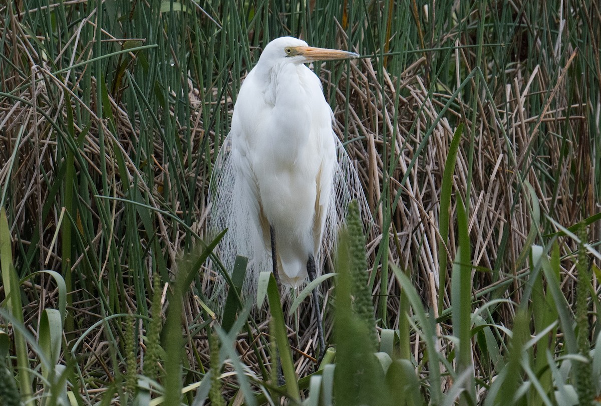 Garceta Grande - ML645481831