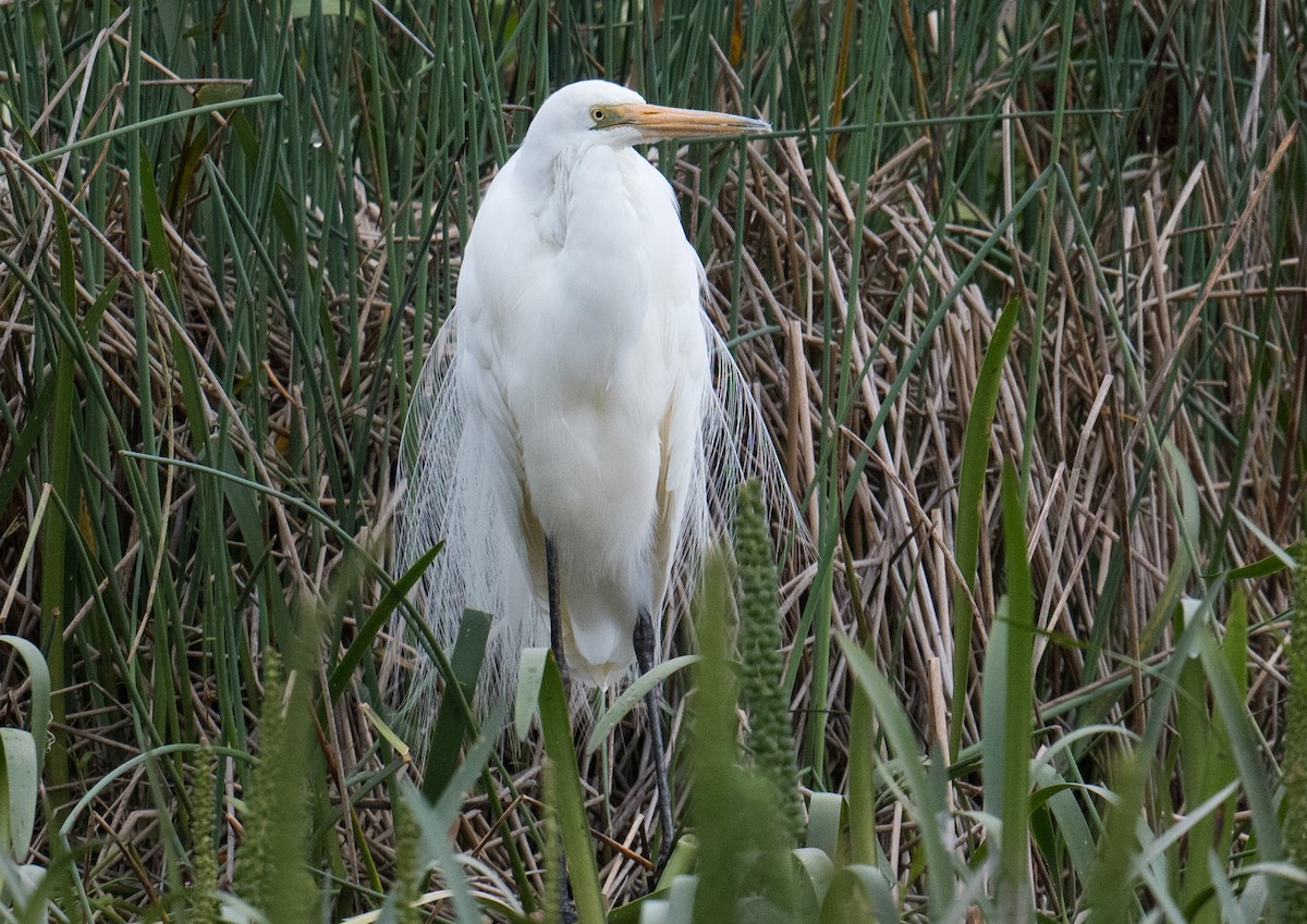 Garceta Grande - ML645481835