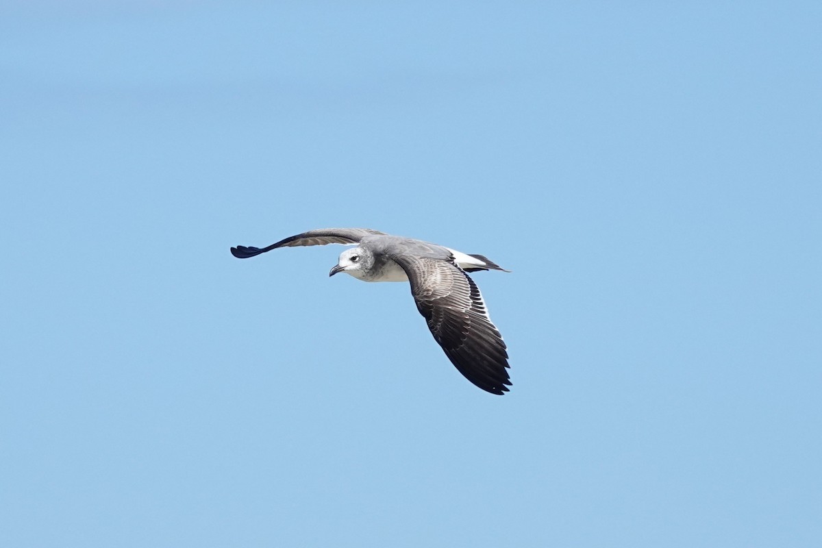 Laughing Gull - ML645481836