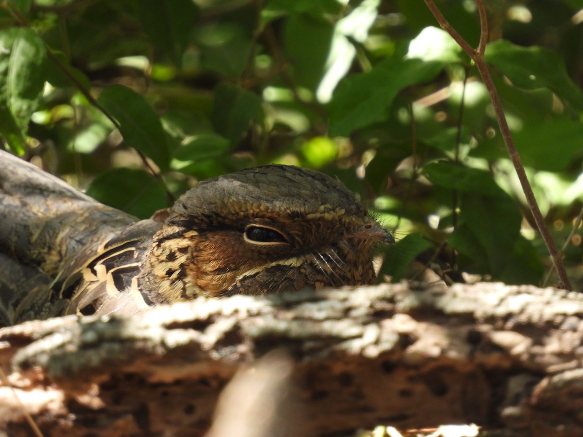 Пораке - ML645481837