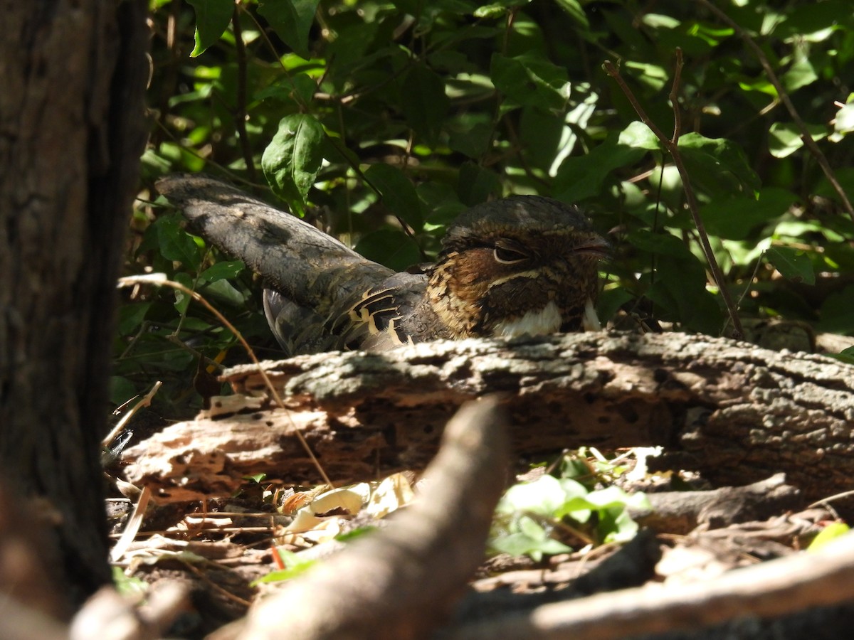 Пораке - ML645481838