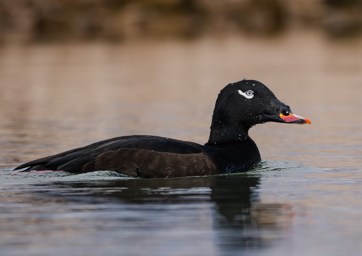 White-winged Scoter - ML645481839