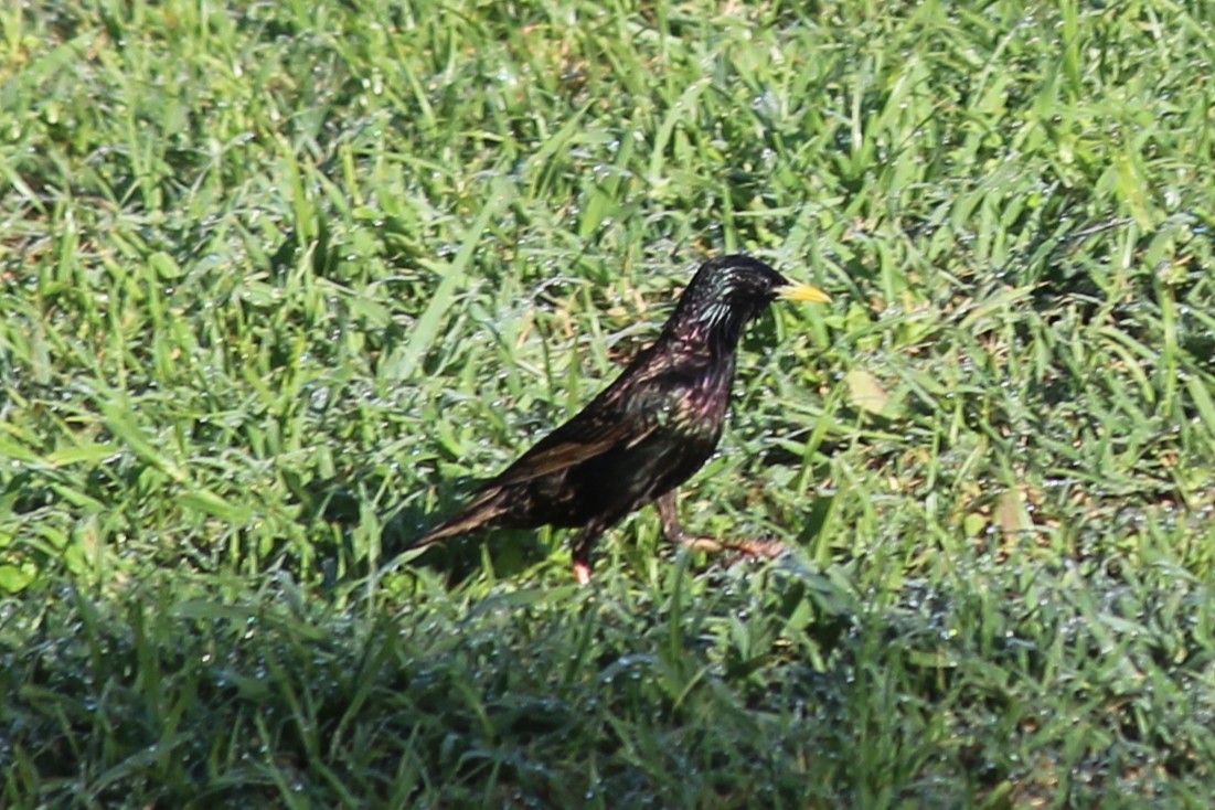 Estornino Pinto - ML645481840