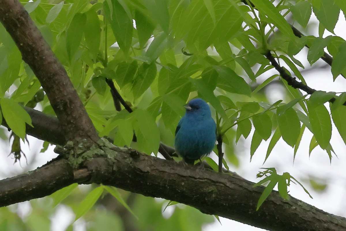 indigospurv - ML645481842