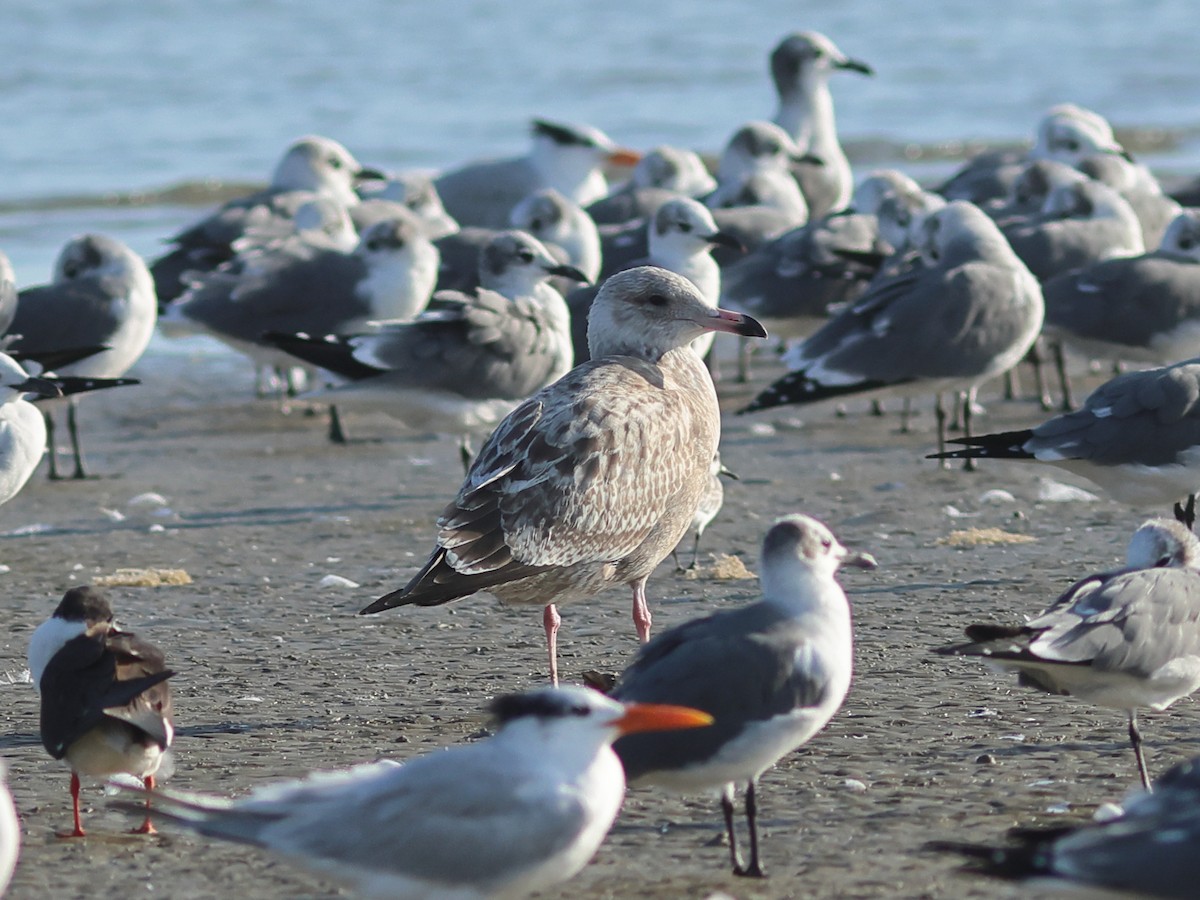 Larus sp. - ML645481843