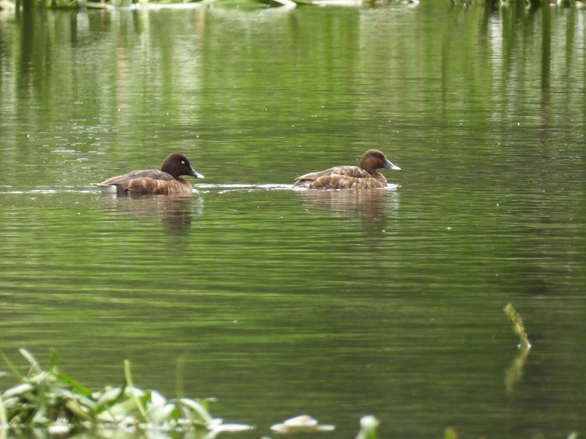 Hardhead - ML645481844