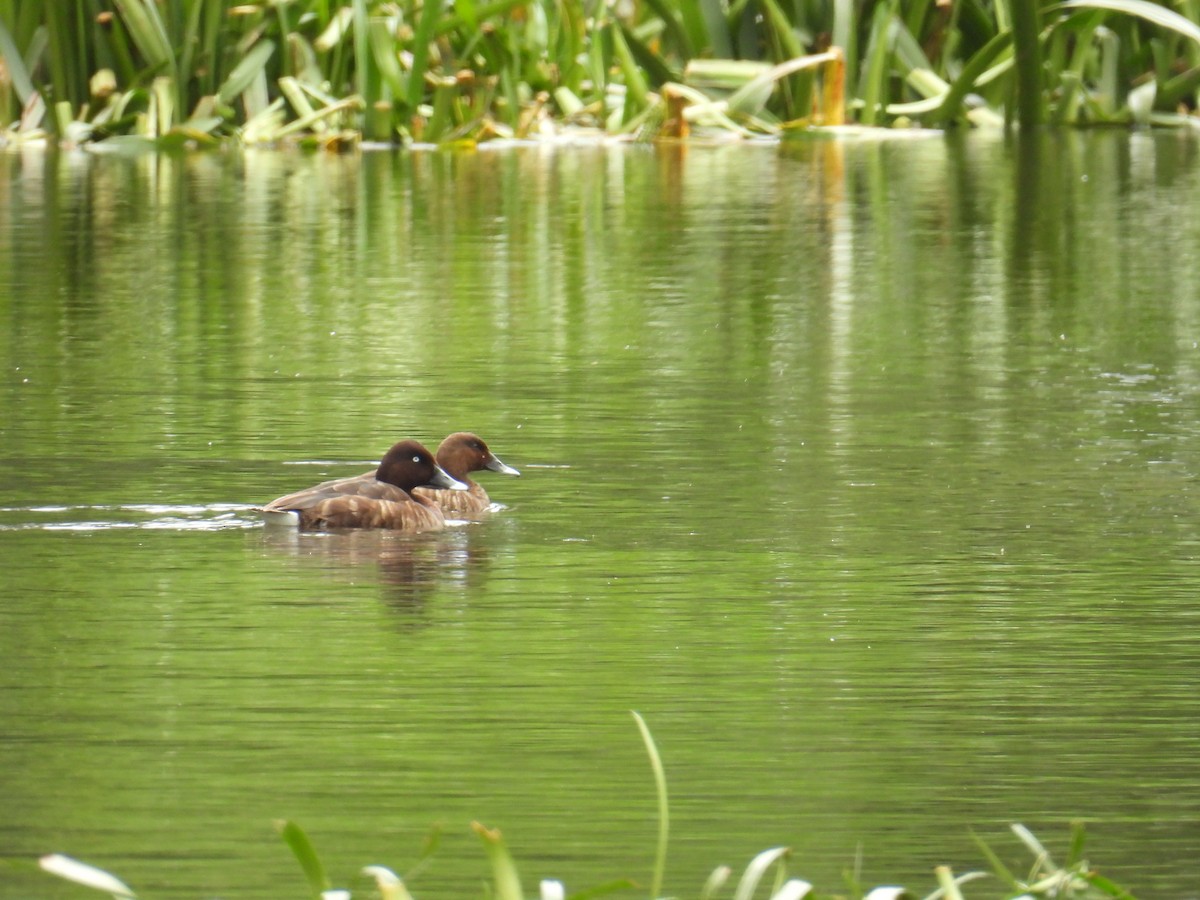 Hardhead - ML645481845