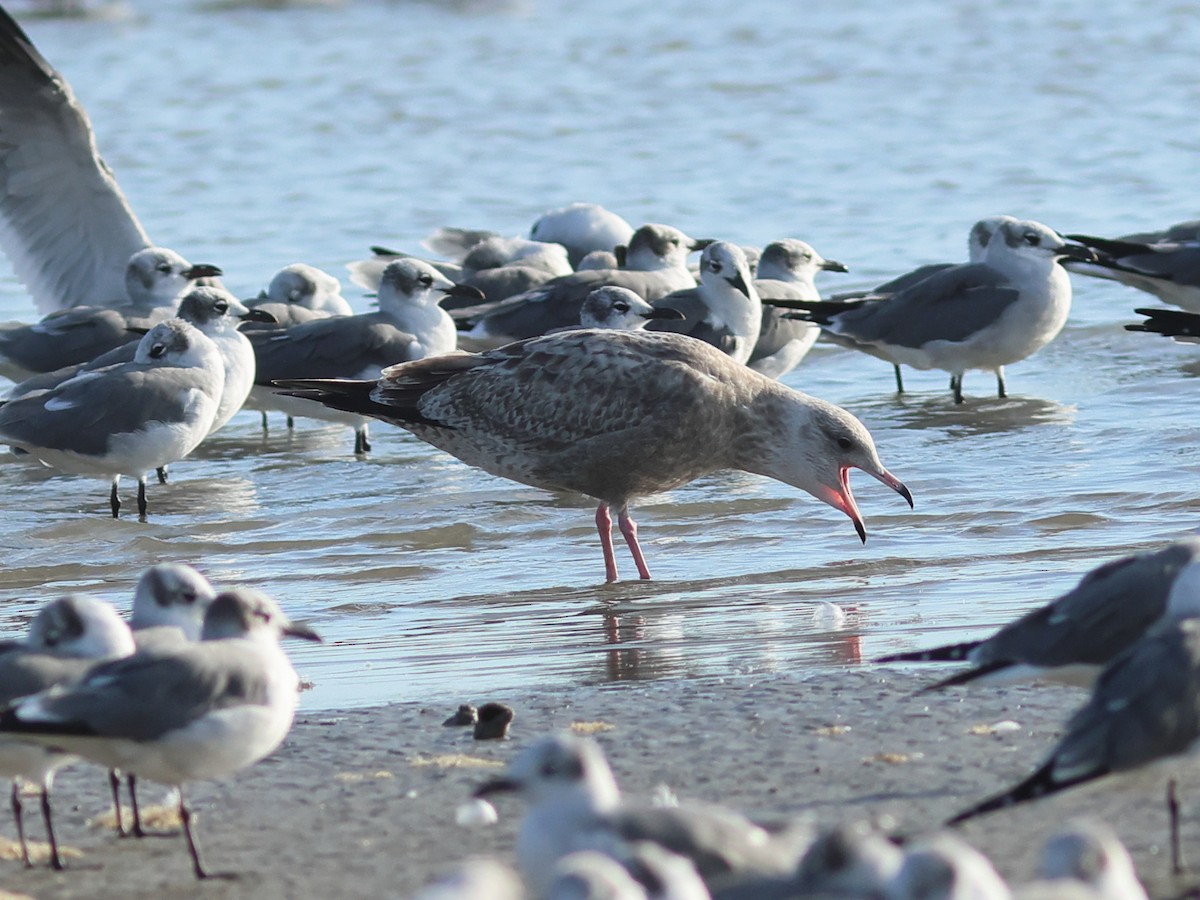 Larus sp. - ML645481848
