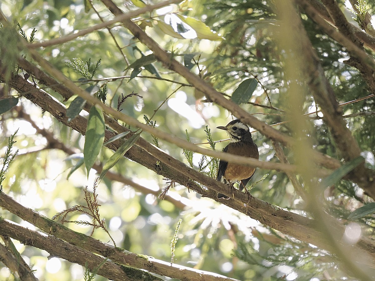 Taiwan Thrush - ML645481850