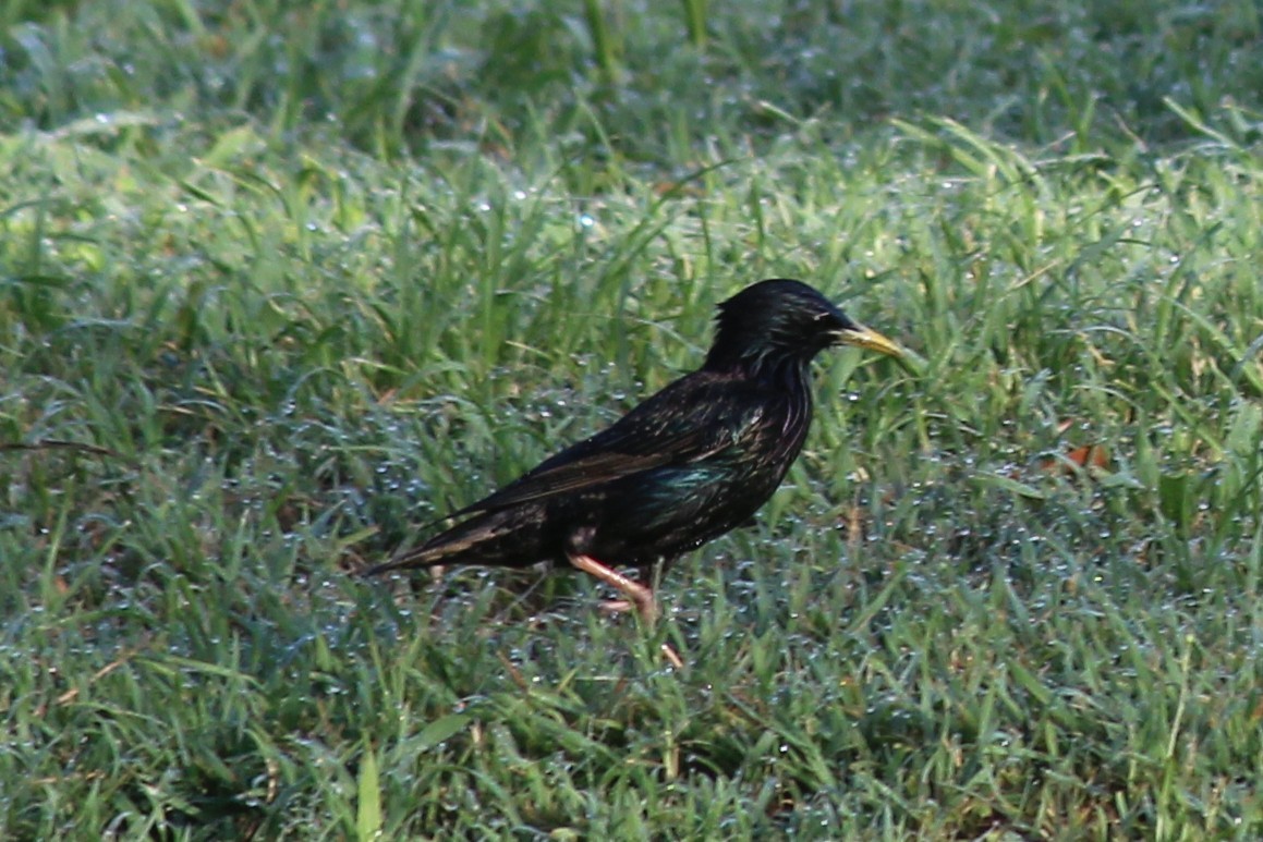 Estornino Pinto - ML645481851