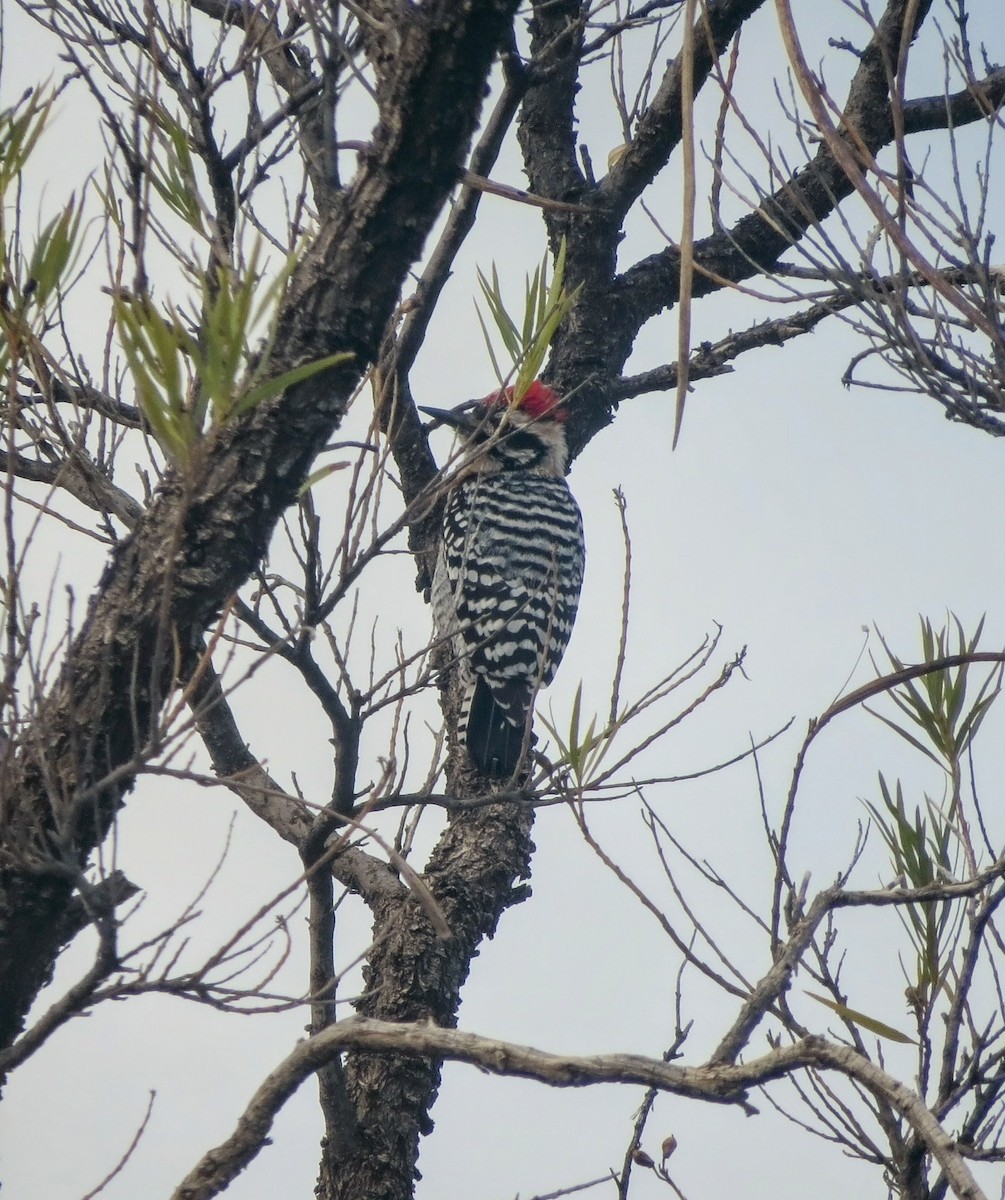 Ladder-backed Woodpecker - ML645481859